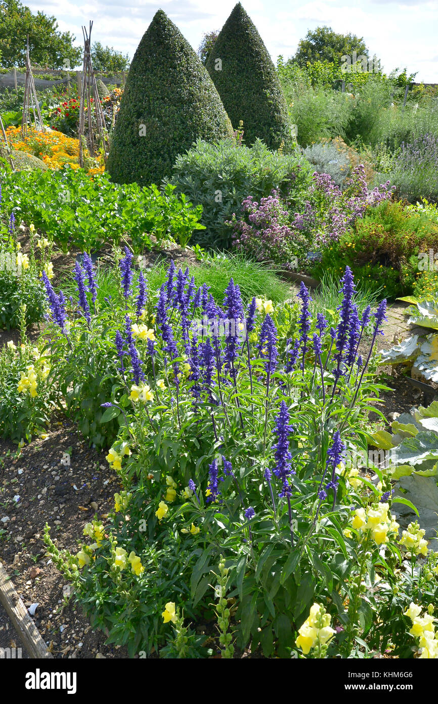 Un grand potager avec des plantations de légumes et fleurs y compris la salvia, soucis et antirrhinums Banque D'Images
