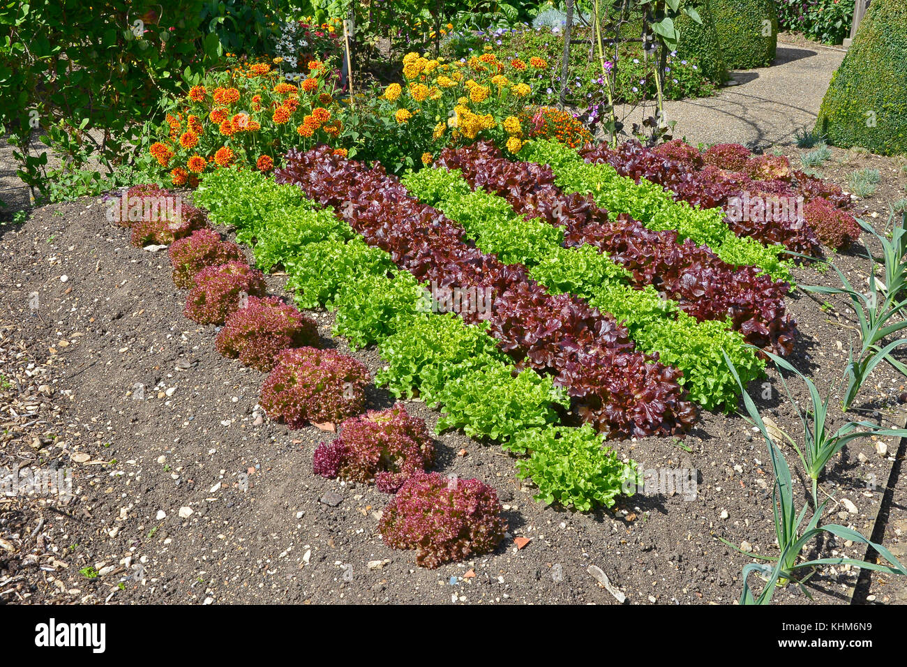 Variétés de laitue à feuilles rouges y compris de plus en plus romaine dans un jardin potager Banque D'Images