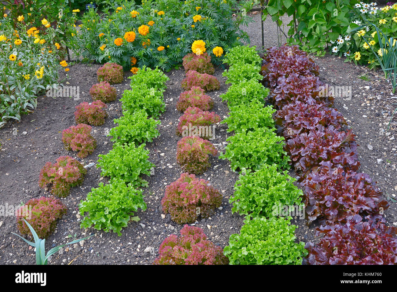 Variétés de laitue à feuilles rouges y compris de plus en plus romaine dans un potager avec des fleurs Banque D'Images