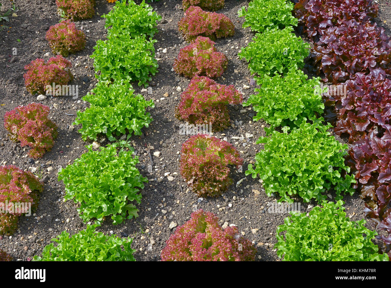 Variétés de laitue à feuilles rouges y compris de plus en plus romaine dans un potager avec des fleurs Banque D'Images