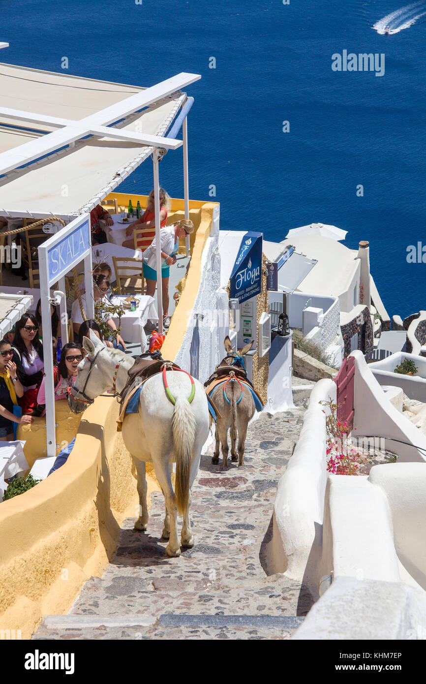 Des ânes sur le chemin vers le bas à port, passant d'une taverne grecque, Oia, Santorin, Cyclades, l'île de la mer Égée, Grèce Banque D'Images
