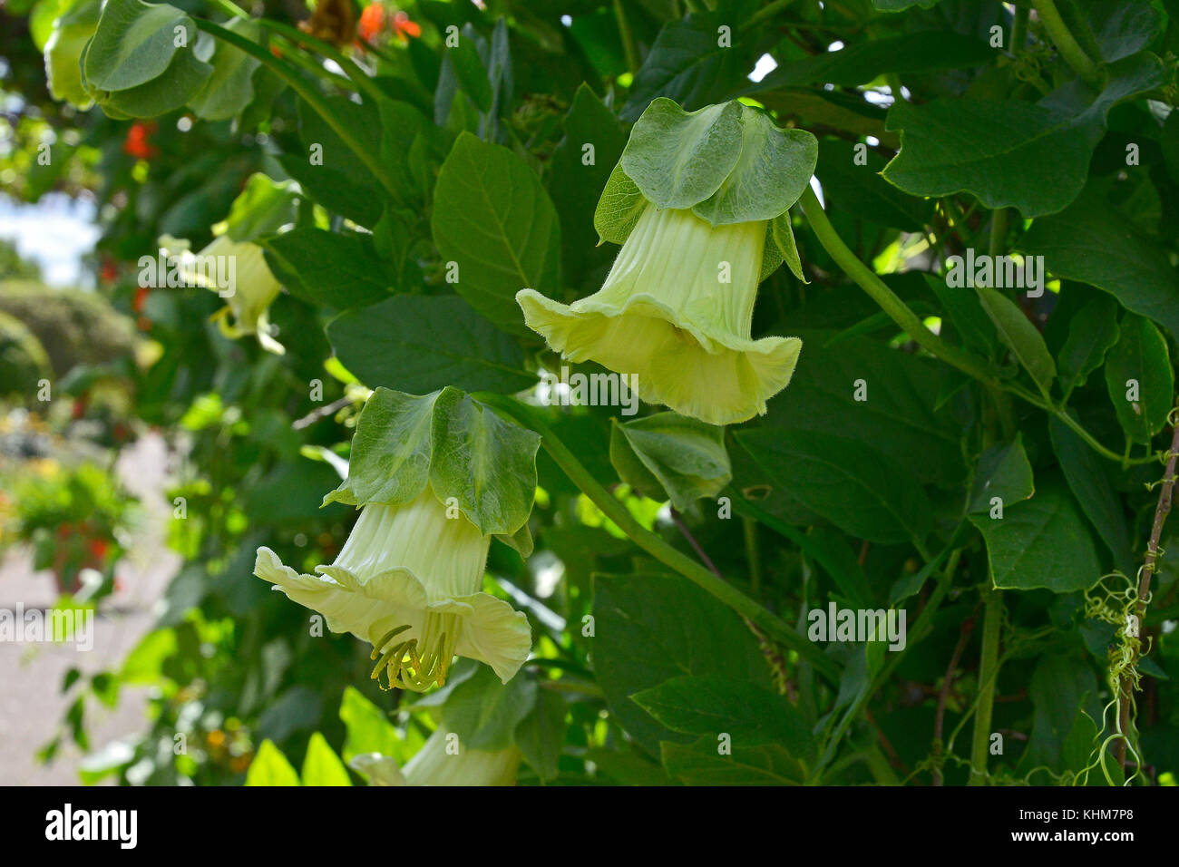 A proximité de l'climbering uo cobaea scandens 'Alba' dans une maison de campagne jardin Banque D'Images