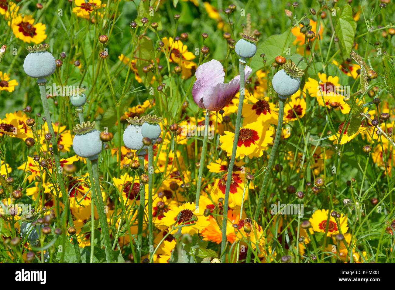 Un gros plan d'une fleur plantée naturellement d'or Prairie avec coreopsis et têtes de pavot Banque D'Images