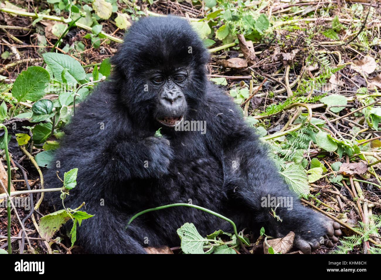 Bébé gorille de montagne dans la forêt rwandaise Banque D'Images