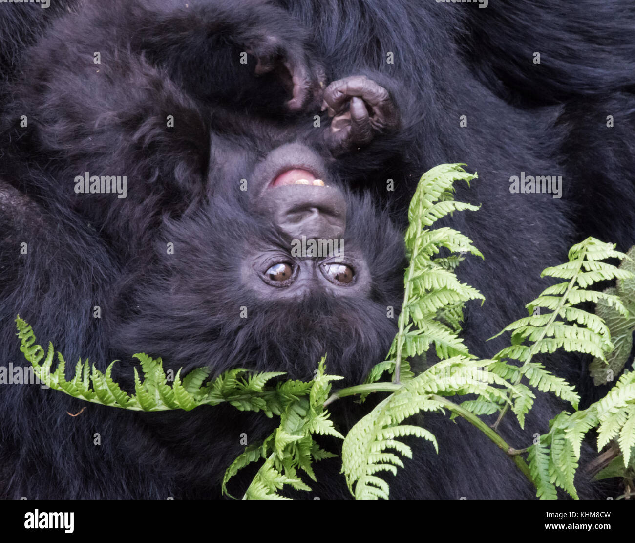 Bébé gorille de montagne dans la forêt rwandaise Banque D'Images