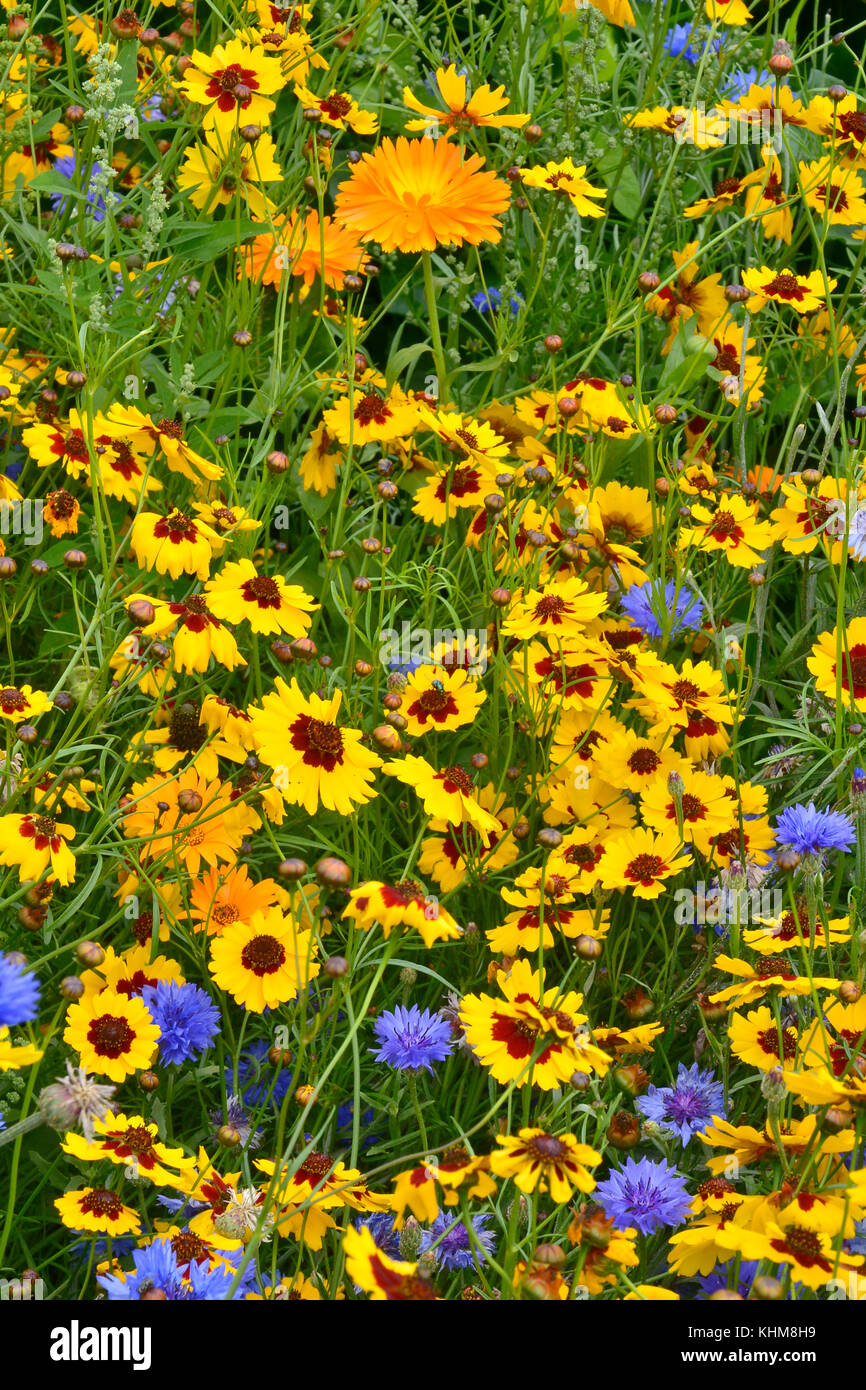 Un golden et naturellement coloré de fleurs plantées prairie avec coreopsis , barbeaux et d'œillets Banque D'Images