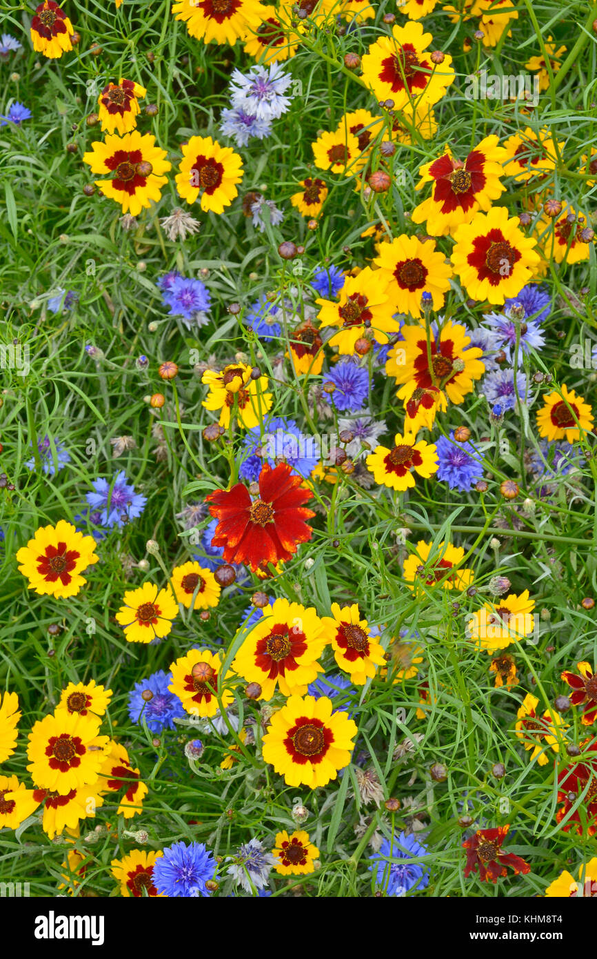 Un pré des fleurs plantés naturellement doré avec coreopsis , barbeaux et d'œillets Banque D'Images