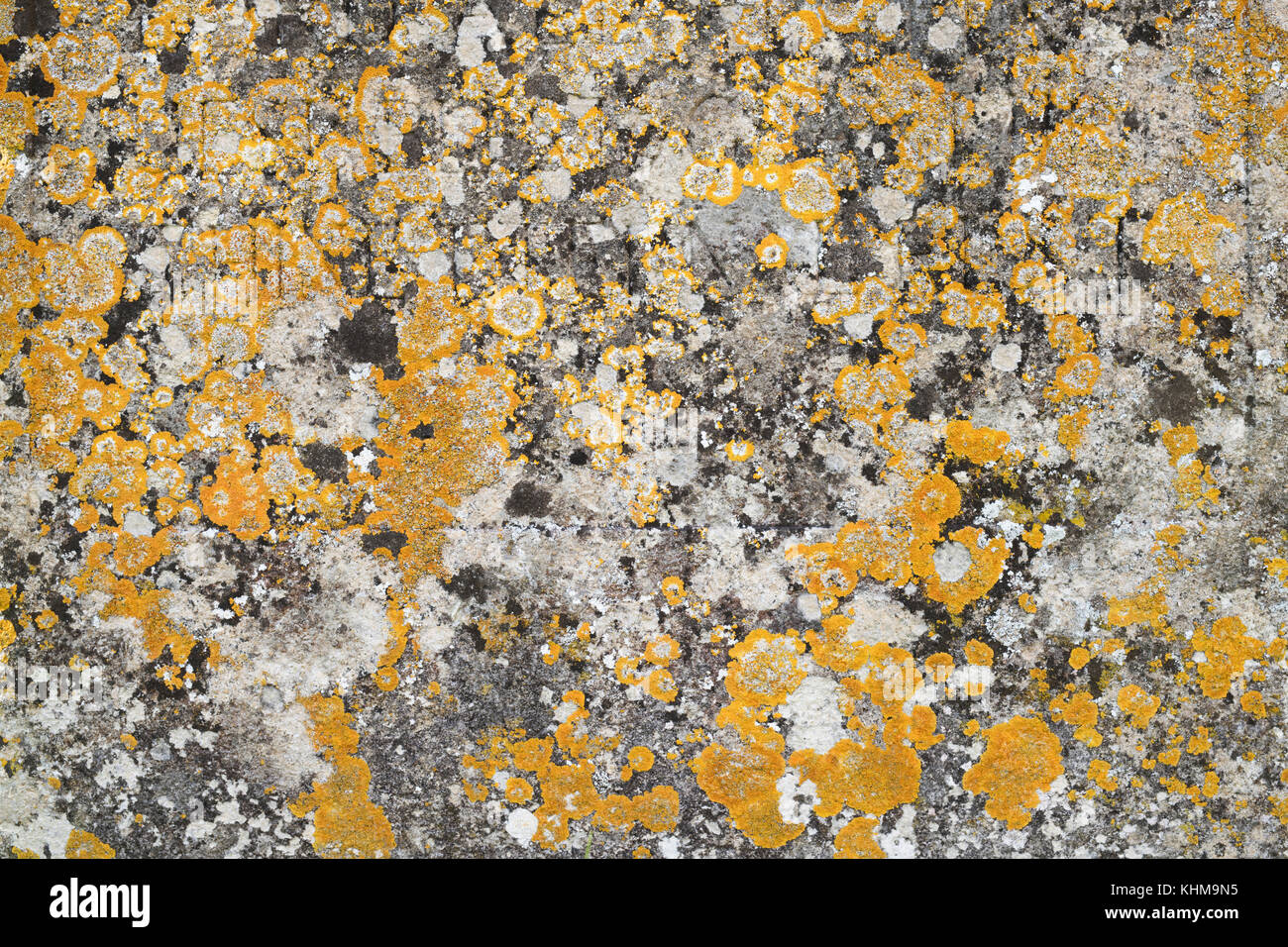 Lichen sur une pierre tombale motif dans les Cotswolds, Gloucestershire, Angleterre Banque D'Images