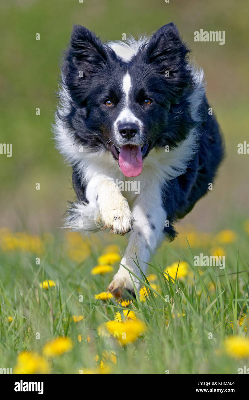 Border Collie, exécuté sur un pré de pissenlits, Germany, Europe Banque D'Images