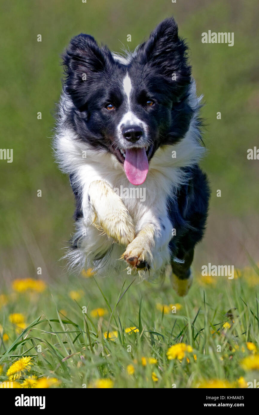 Border Collie, exécuté sur un pré de pissenlits, Germany, Europe Banque D'Images