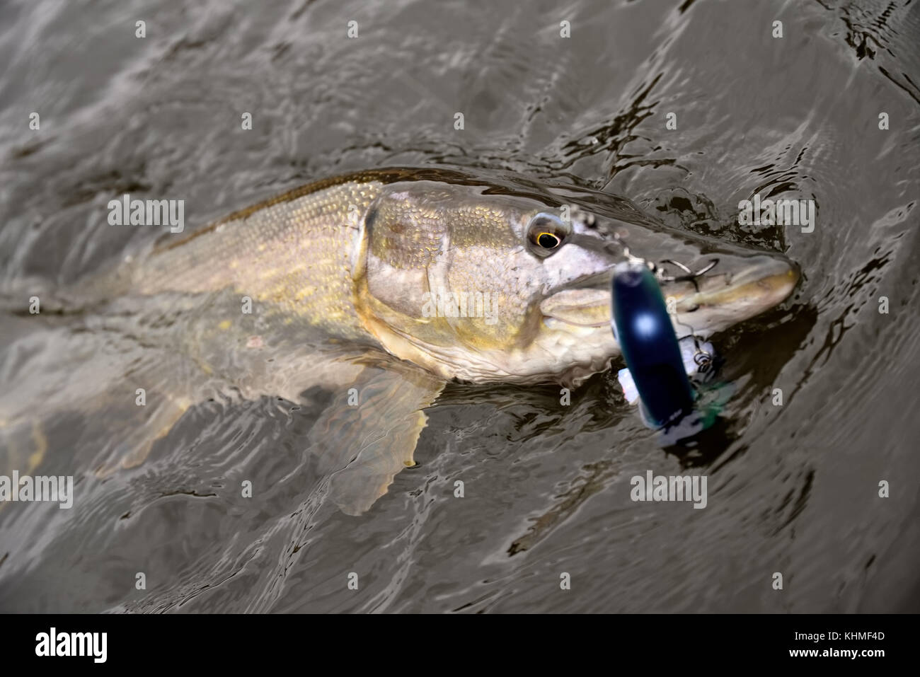 Brochet fraîchement pêché par un pêcheur sportif nageant avec accroché bleu et avec paddletail brochet jig dans sa bouche sur Fin octobre jour nuageux à l'heure Banque D'Images
