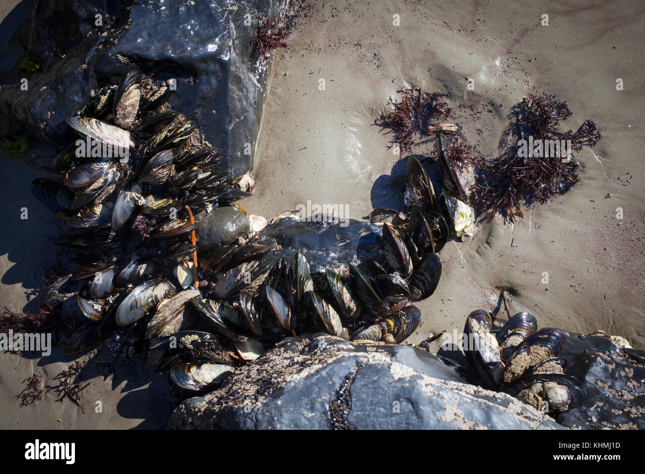 Sites le long de la plage dans une baie isolée, île du Sud, Nouvelle-Zélande: Amas d'énormes moules à coque verte (Perna canaliculus) poussant sur les rochers. Banque D'Images