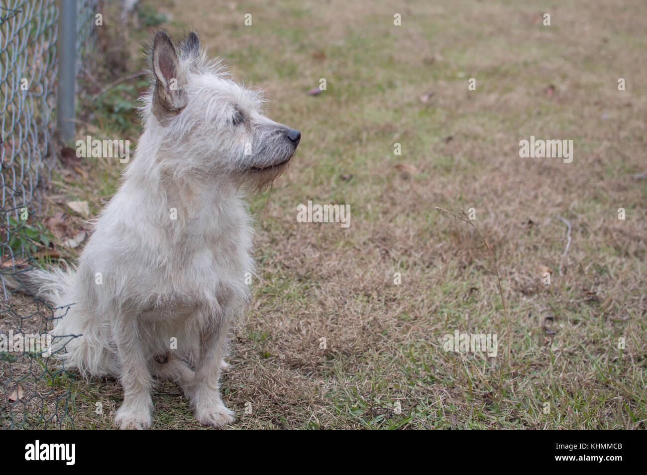 Scottish Terrier ou terrier scotty et beagle mix Banque D'Images