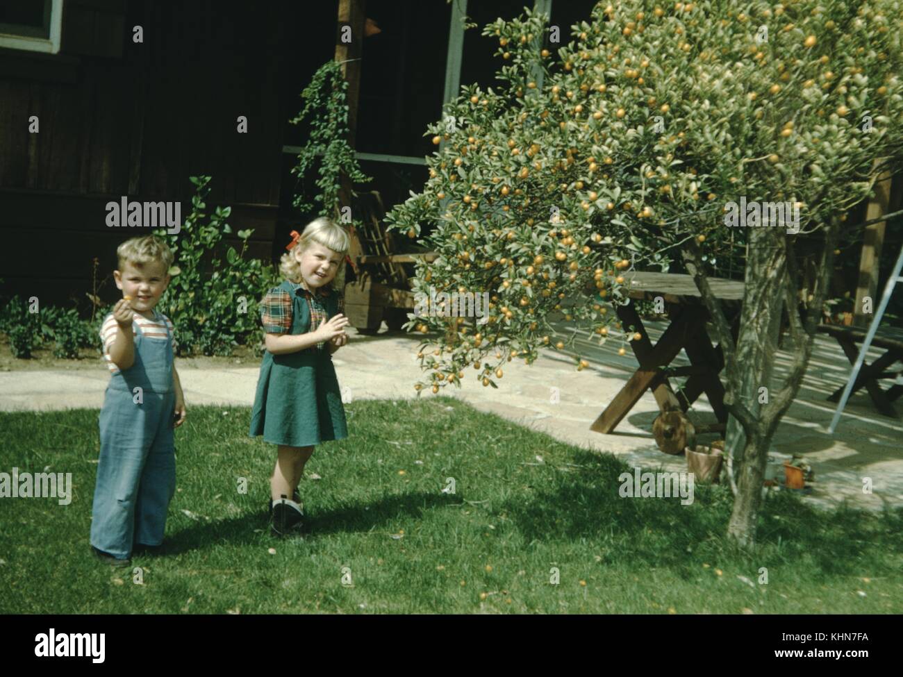 Deux jeunes enfants, un frère et une sœur, debout près d'un petit citronnier dans leur arrière-cour, le garçon tenant un agrumes et souriant, 1952. Banque D'Images