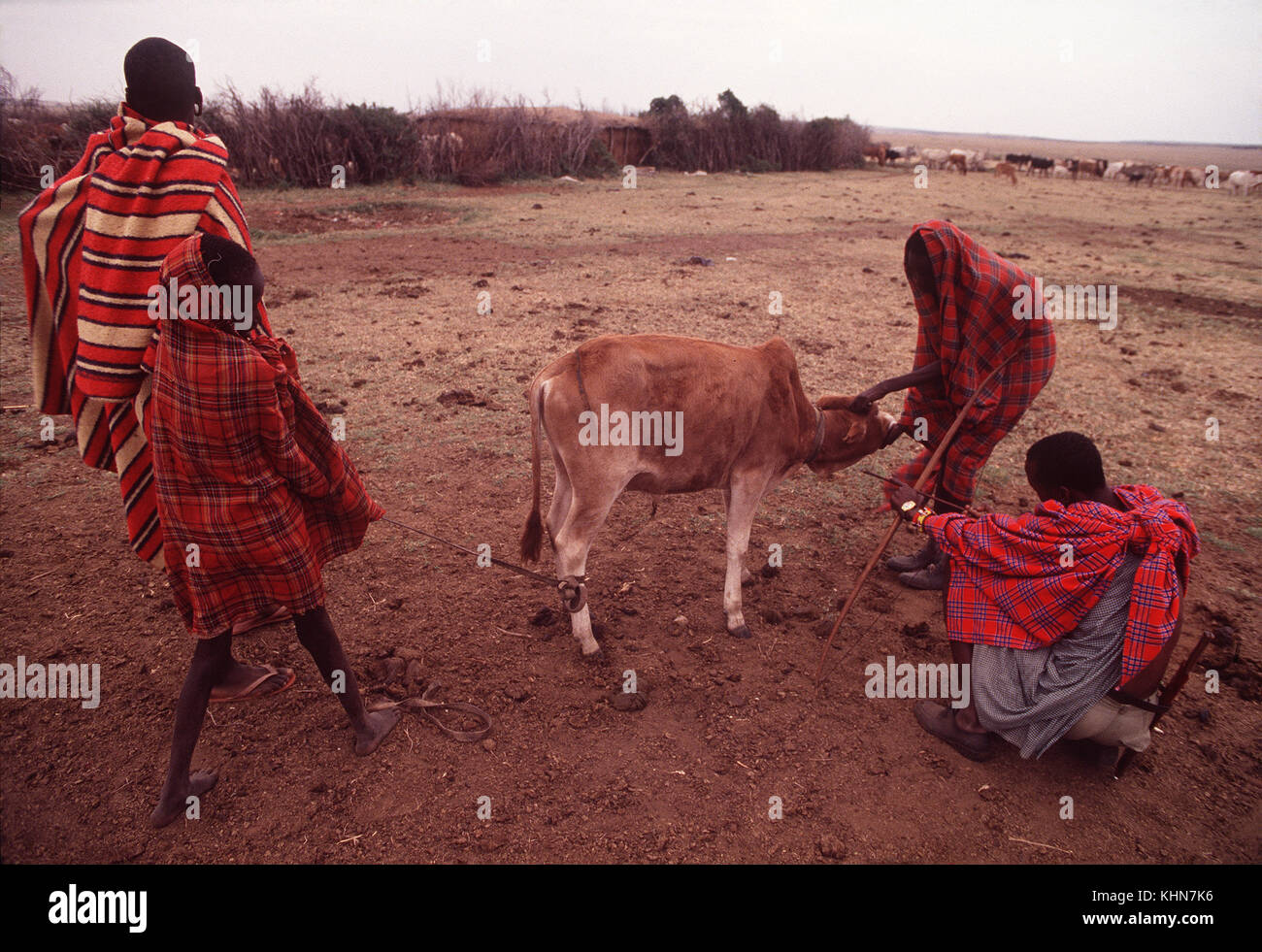 Masais tôt le matin de prendre le sang de la veine jugulaire de vaches près de Talek village, Masai Mara, Kenya Banque D'Images
