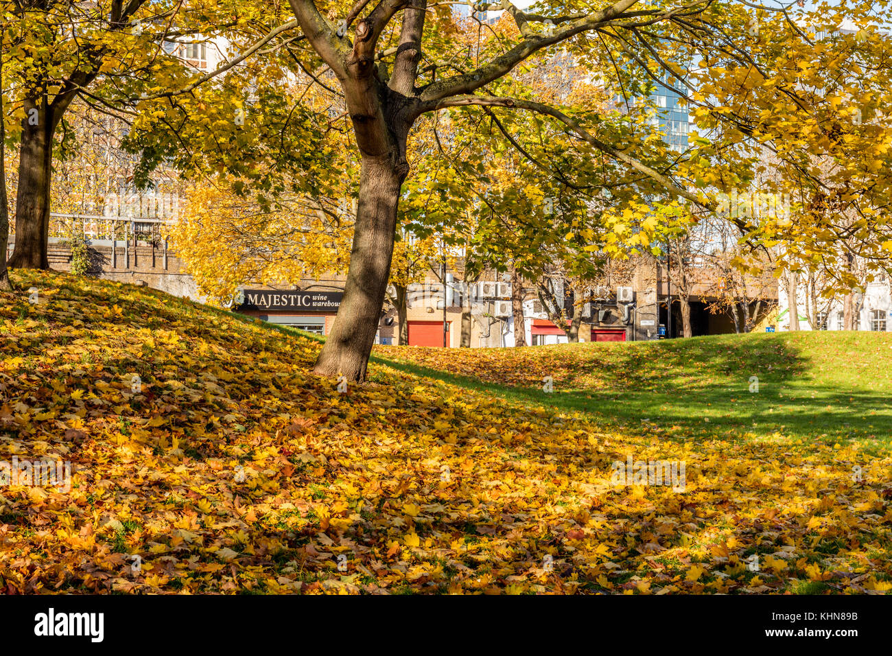 Plaisir Vauxhall Gardens, Londres ; 17 novembre 2017 ; arbre avec des feuilles couleur d'automne à la fois sur l'arbre et la masse. Banque D'Images