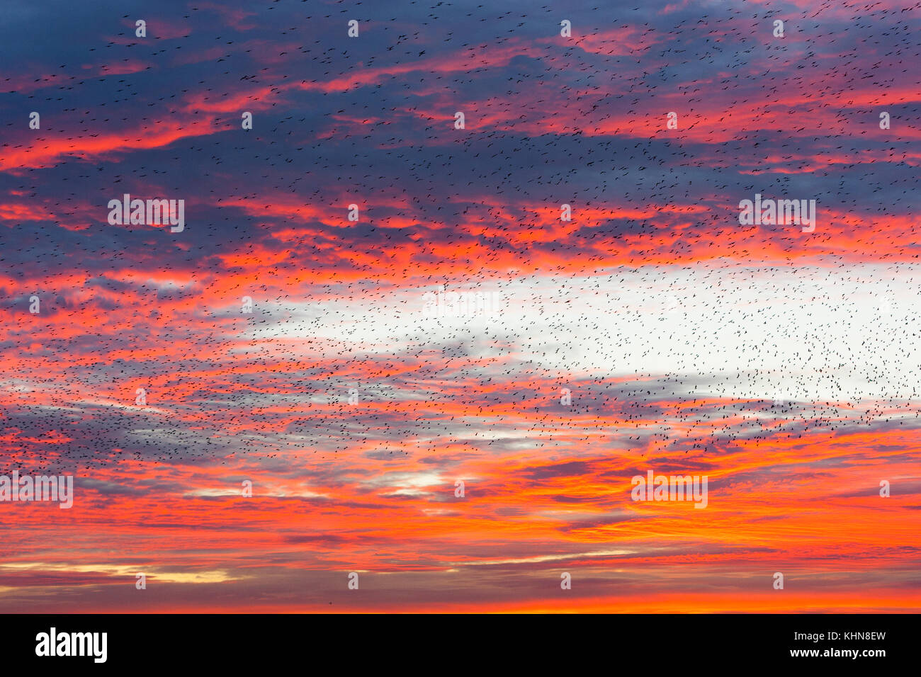 Brighton, UK. Starling murmuration spectaculaire en face de fiery red clouds. Banque D'Images