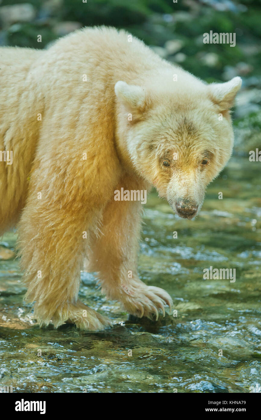 Kermode ou 'esprit' (Ursus americanus) kermodei, blanc sous forme d'ours noir, la forêt pluviale de Great Bear, bc canada Banque D'Images