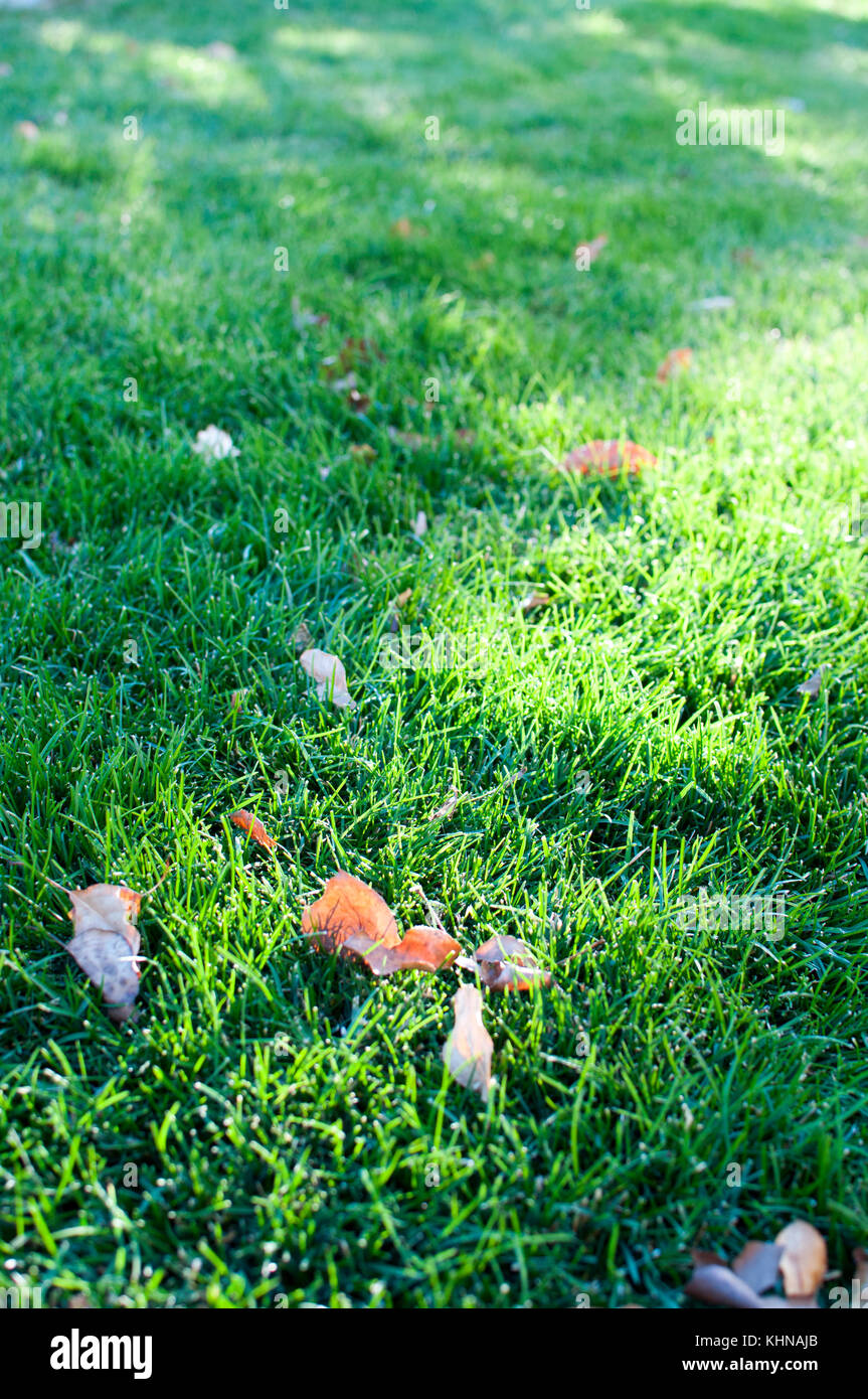 Sliver de Sun Ray transtypée sur pelouse verte et les feuilles tombées. Banque D'Images