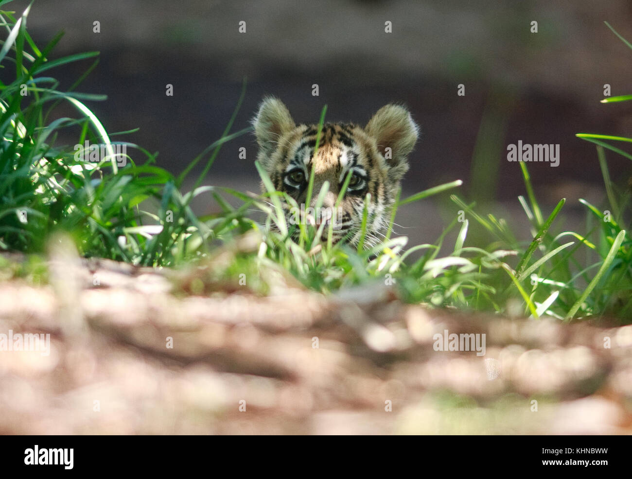 Un bébé tigre récemment sauvé joue avec des animaux en peluche au San Diego Zoo Safari Park. Le petit a été transporté en contrebande sans succès à travers la frontière d'Otay Mesa entre le Mexique et les États-Unis. Les agents des douanes AMÉRICAINES ont travaillé avec le Safari Park pour trouver une maison pour le petit qui grandissait rapidement. Avec la participation des artistes : Tiger Cub où : San Diego, California, États-Unis quand : 15 Oct 2017 crédit : Tony forte/WENN Banque D'Images