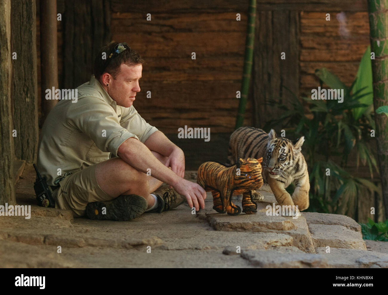 Un bébé tigre récemment sauvé joue avec des animaux en peluche au San Diego Zoo Safari Park. Le petit a été transporté en contrebande sans succès à travers la frontière d'Otay Mesa entre le Mexique et les États-Unis. Les agents des douanes AMÉRICAINES ont travaillé avec le Safari Park pour trouver une maison pour le petit qui grandissait rapidement. Avec la participation des artistes : Tiger Cub où : San Diego, California, États-Unis quand : 15 Oct 2017 crédit : Tony forte/WENN Banque D'Images