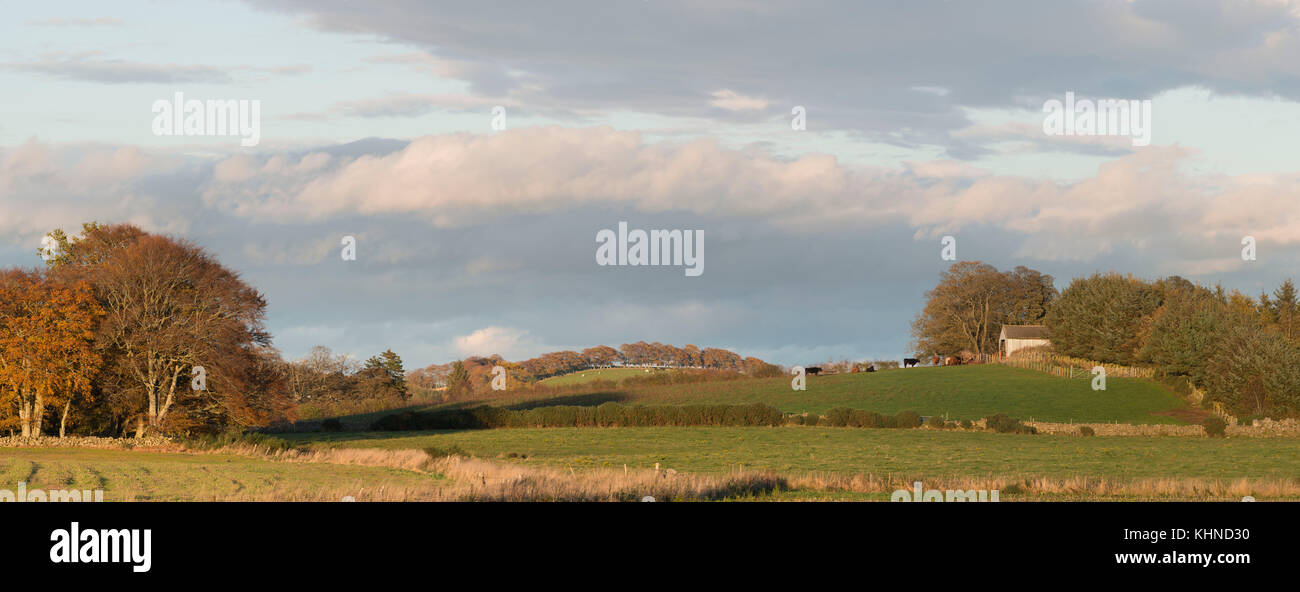 L'engraissement de bovins à l'extérieur une grange dans les régions rurales de l'Aberdeenshire Banque D'Images