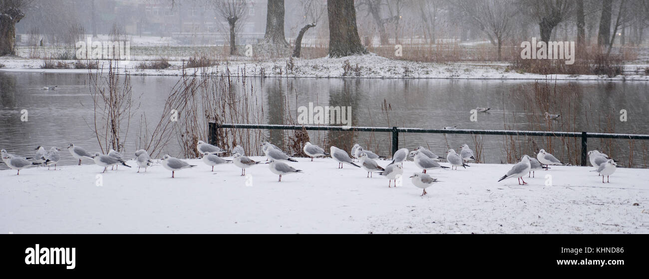 Flock of seagulls en hiver Banque D'Images