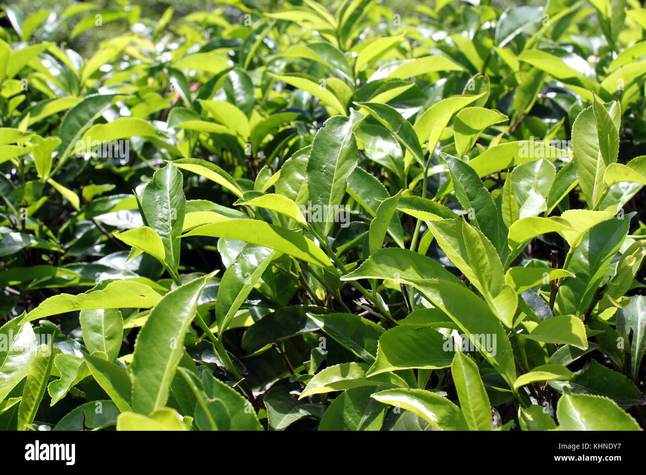 La feuille de thé vert sur le coussinet dans plantation Sri lanka Banque D'Images