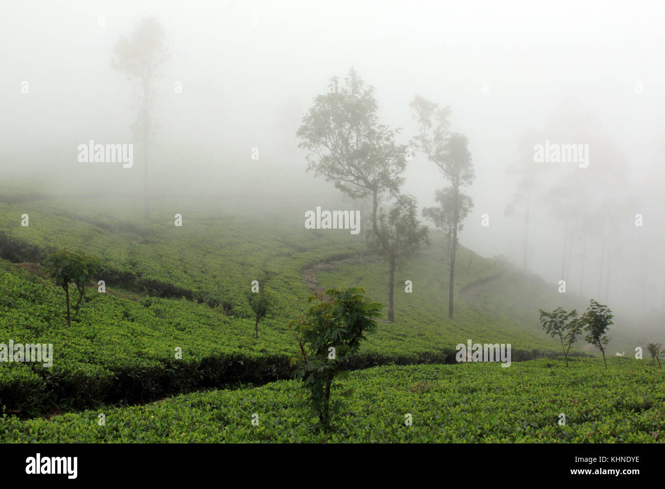 Morning Mist sur la plantation de thé au Sri Lanka Banque D'Images