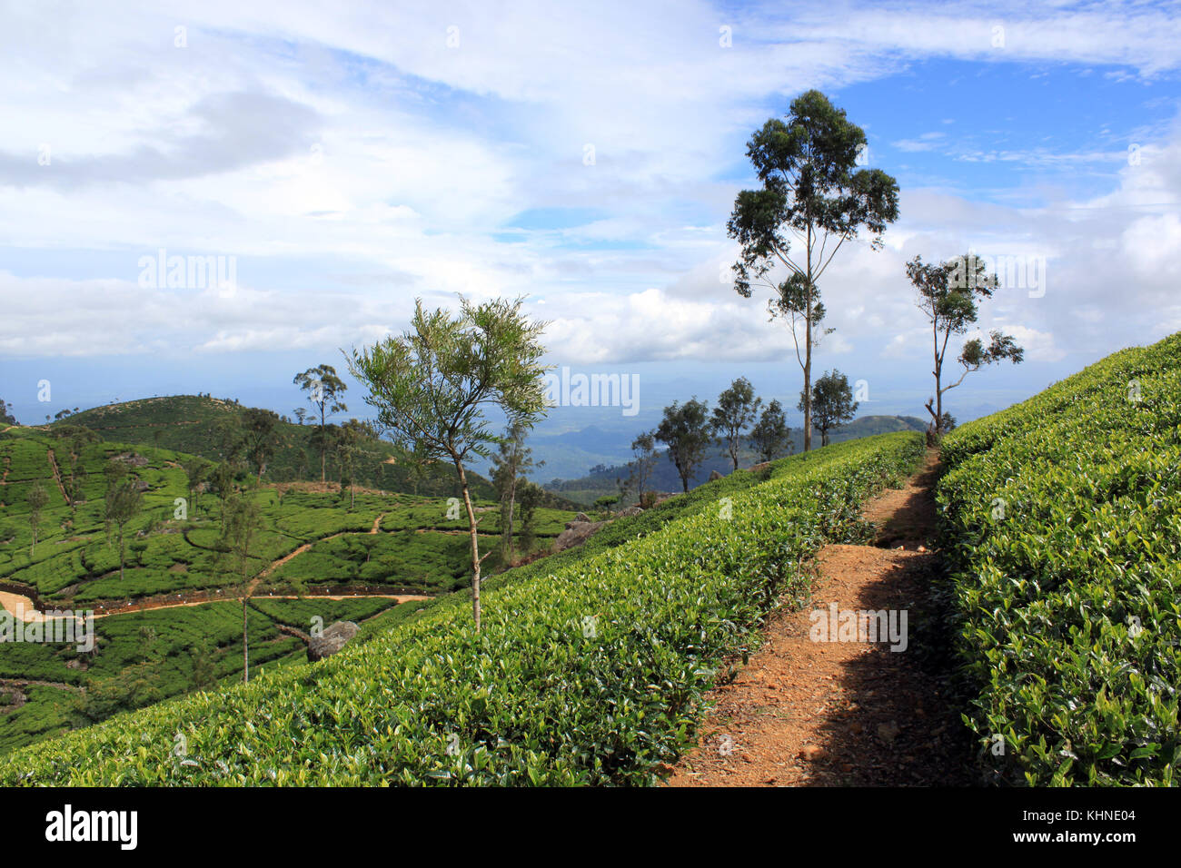 Sentier à travers la plantation de thé au Sri Lanka Banque D'Images