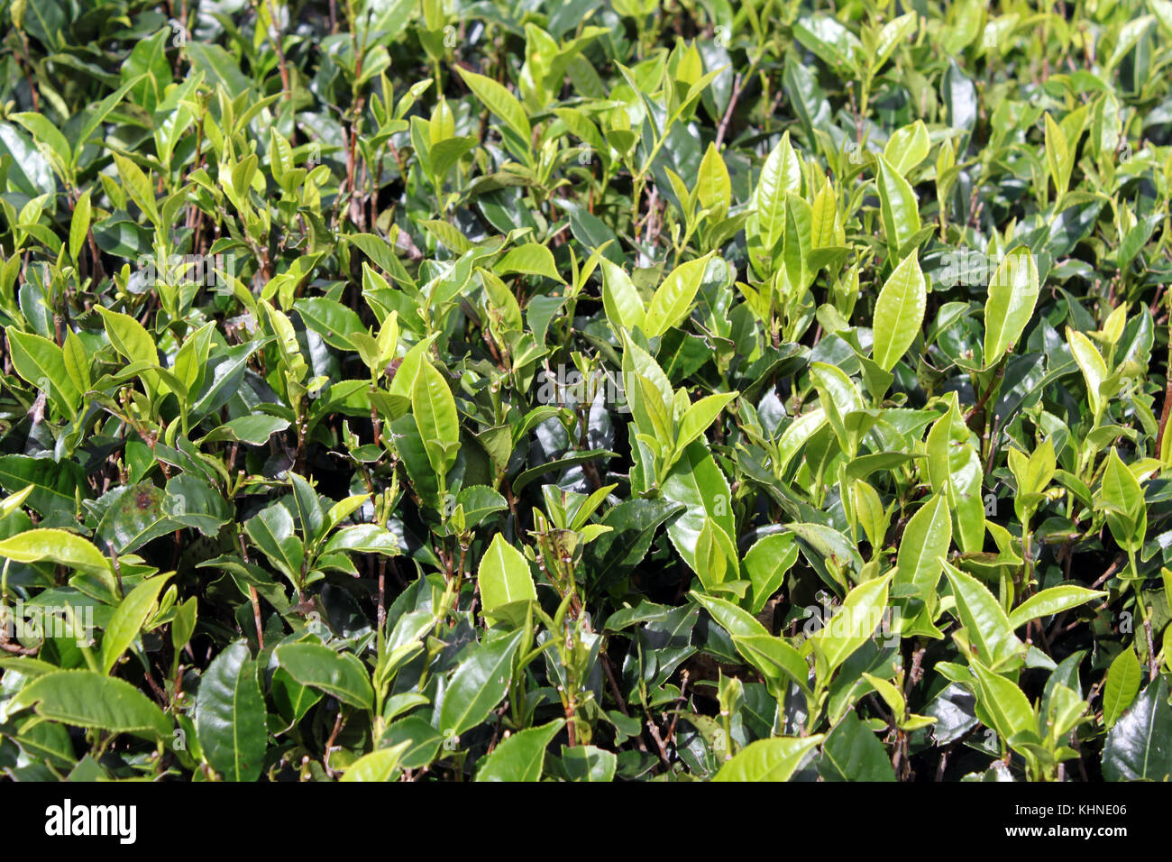 Feuilles de thé vert et de bush des plantations au Sri Lanka Banque D'Images