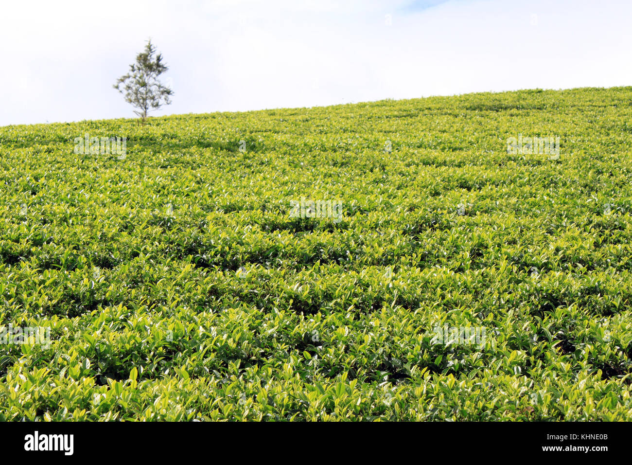 Plantation de thé vert avec lonely tree au Sri Lanka Banque D'Images