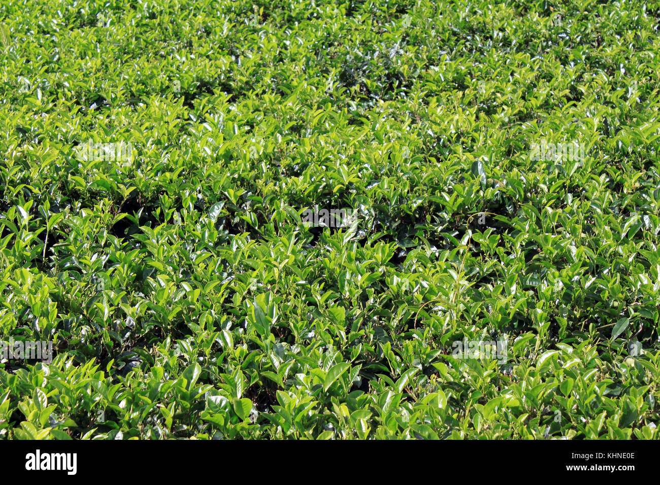 Le thé vert dans la plantation de bush au Sri Lanka Banque D'Images