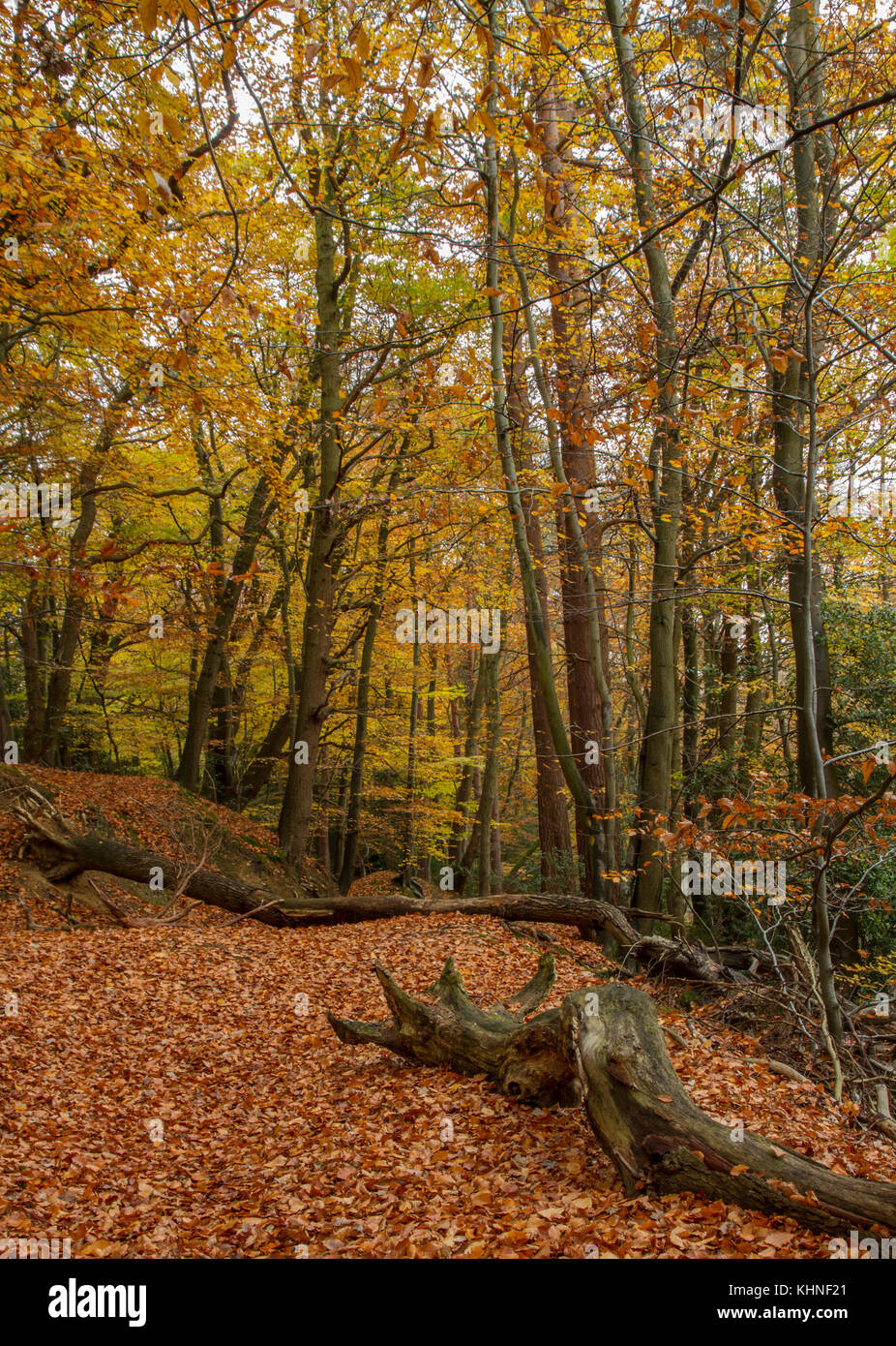 La couleur en automne dans les bois Banque D'Images La couleur en automne dans les bois Banque D'Images