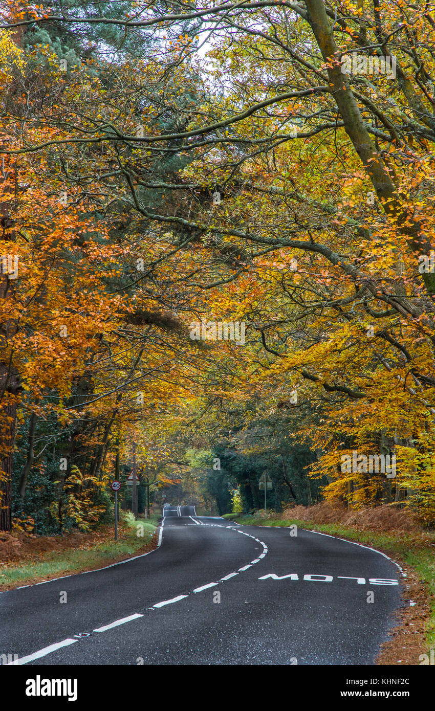 L'automne sur la route Banque D'Images L'automne sur la route Banque D'Images