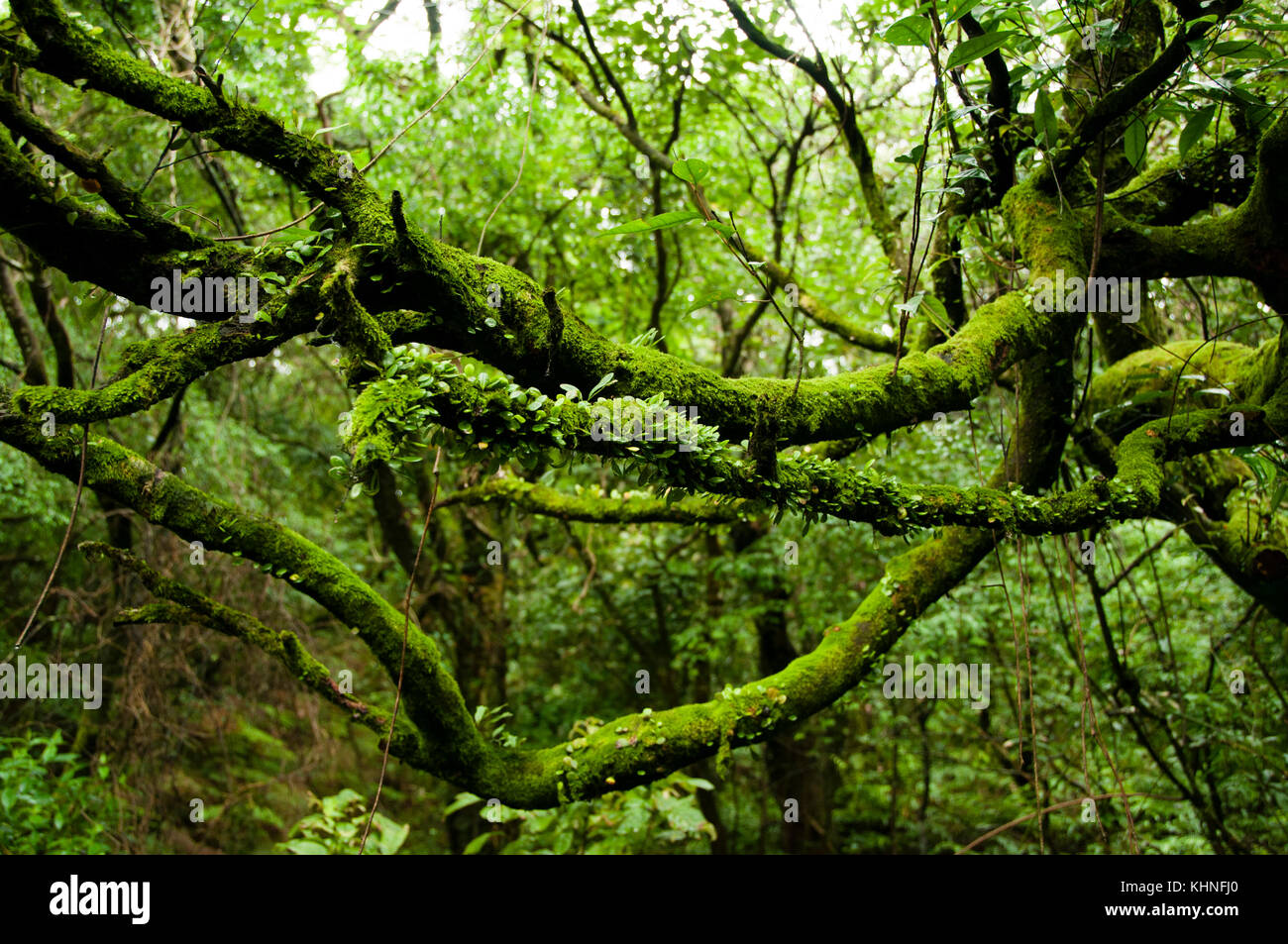 Robe d'algues vertes sur des branches en bois profondément dans le forrest de Taiwan Banque D'Images