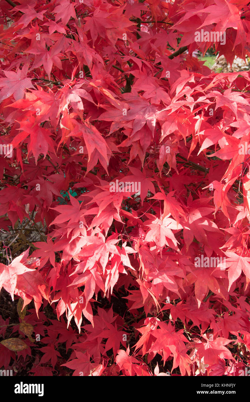 Les tons de rouge Acer palmatum 'Osakazuki' Banque D'Images