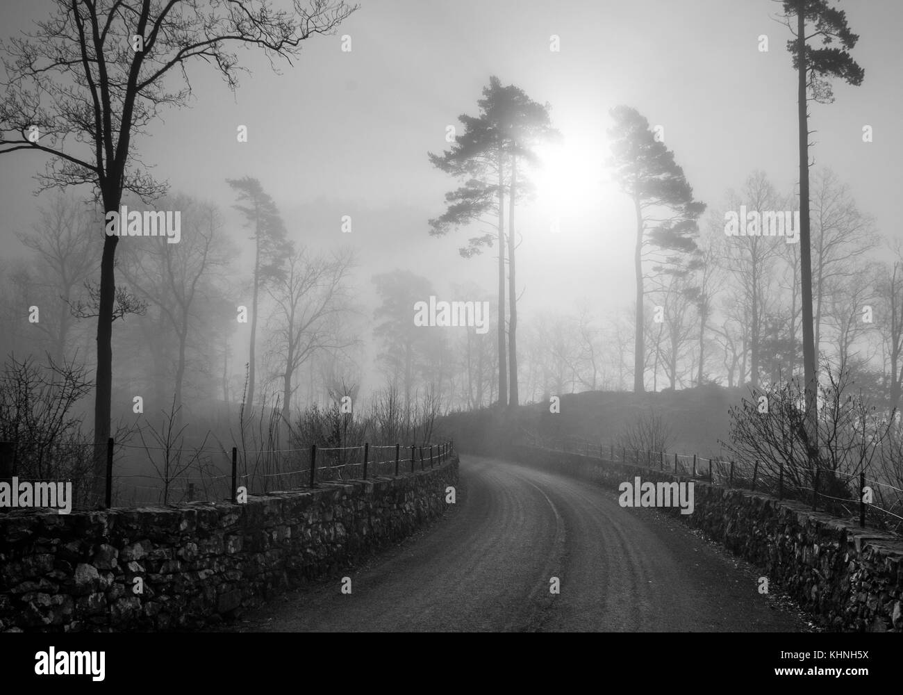 Une scène en noir et blanc d'une route menant au lever de soleil dans la brume entre deux pins avec une clôture en pierre des deux côtés. Banque D'Images