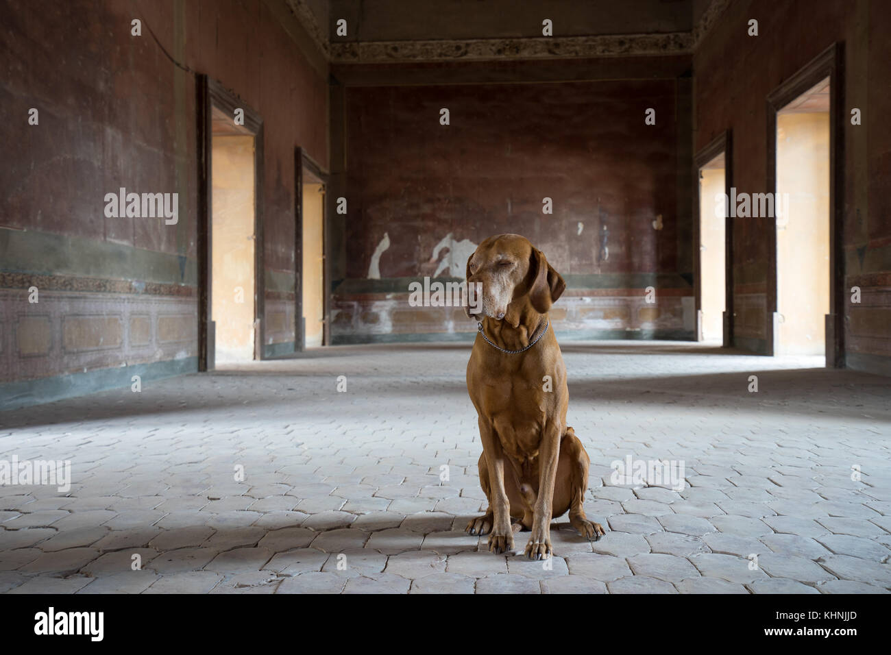 Hungarian Vizsla devint chien assis dans l'hacienda abandonnée Banque D'Images