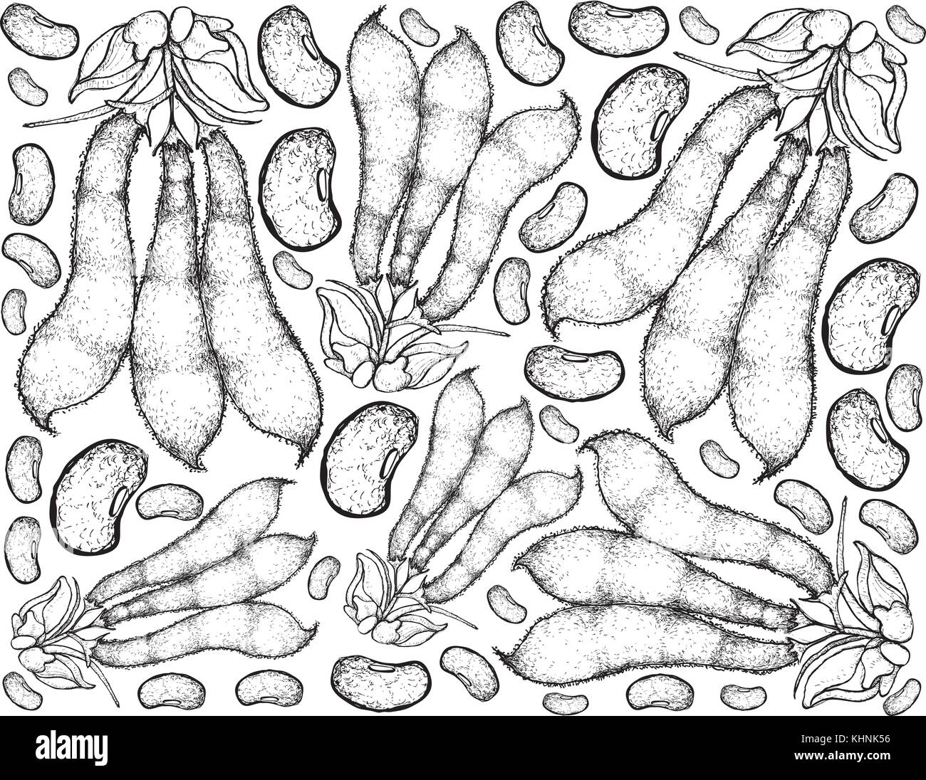 Motif de fond de légumes, illustration de croquis à la main ou le haricot velouté (Mucuna pruriens) gousses, bonne source de fibres alimentaires, vitamines et minera Illustration de Vecteur