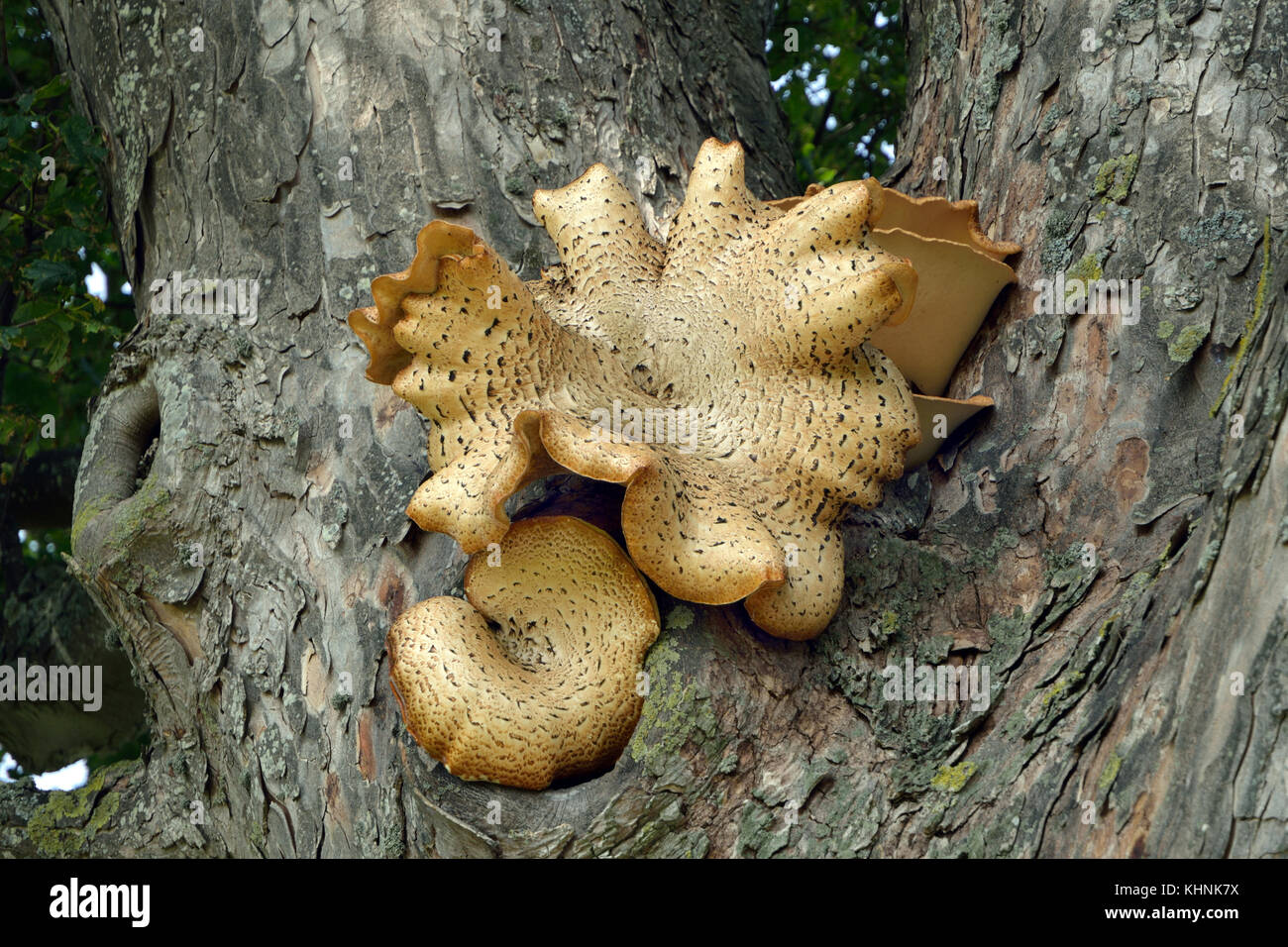 Polyporus squamosus est un champignon commun communément appelée la dryade selle. Il provoque une pourriture blanche est comestible mais lorsque les jeunes. Banque D'Images