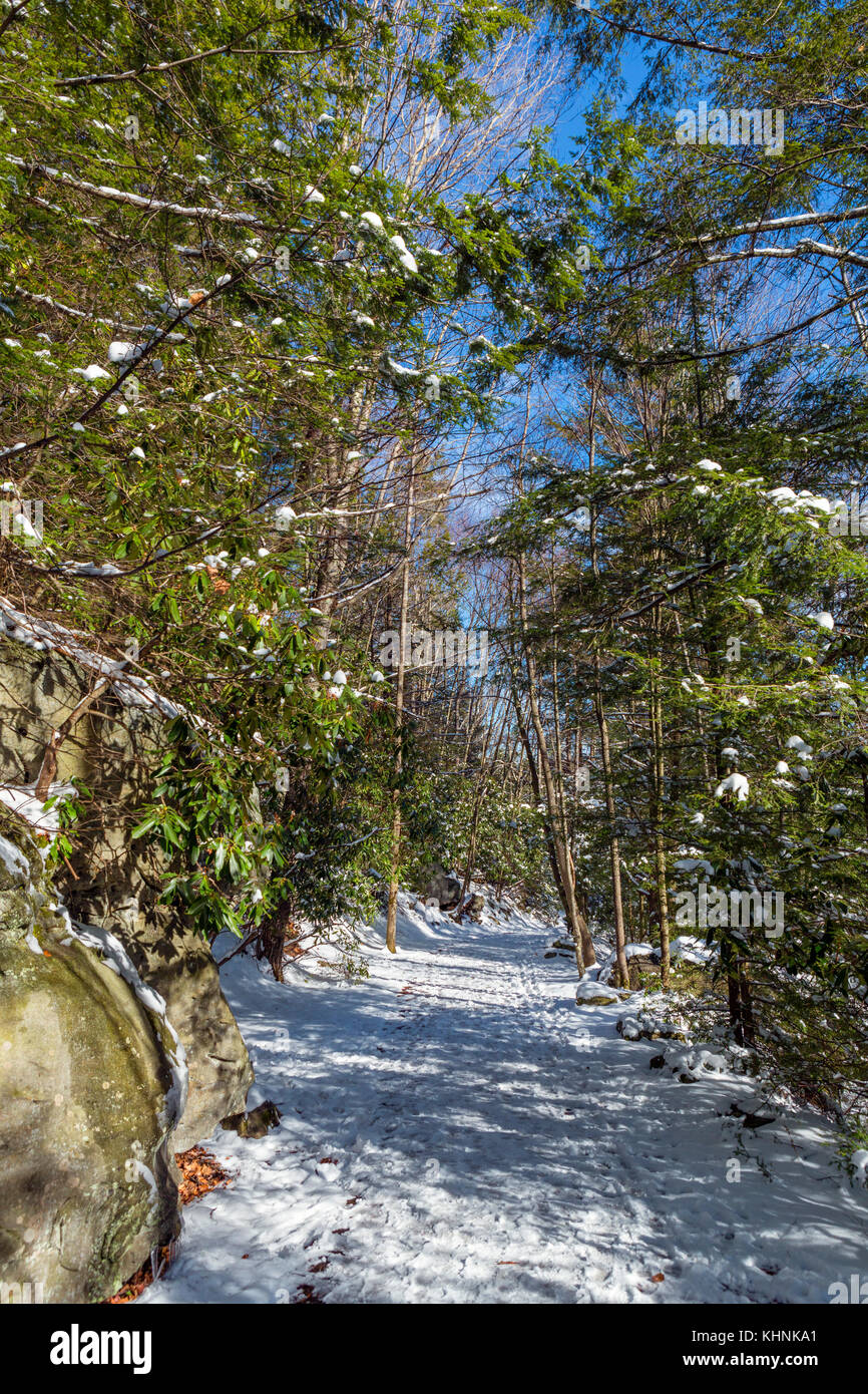 Sentier dans le parc d'état de Blackwater, monts Allegheny, West Virginia, USA Banque D'Images