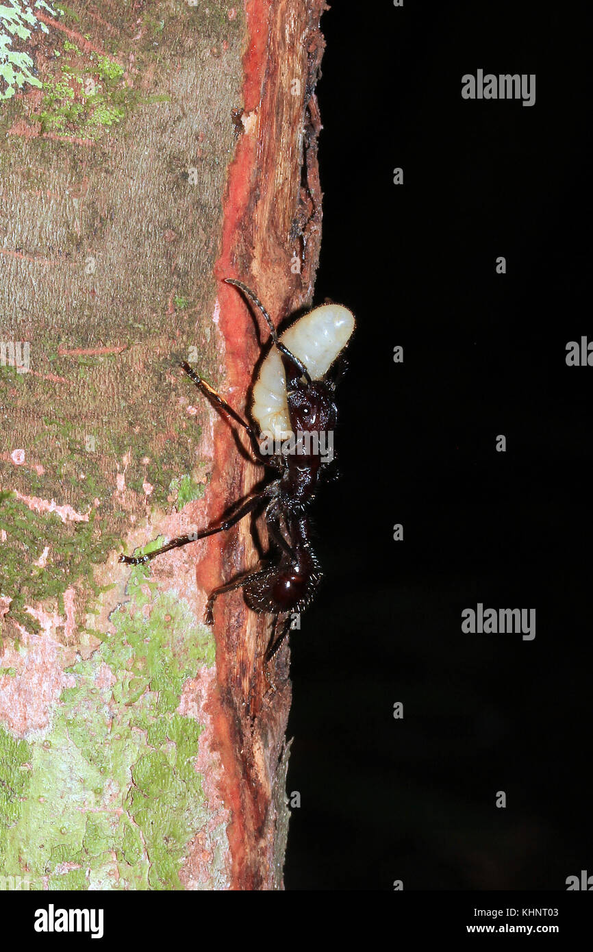 Bullet ant transportant un oeuf sur une branche de la forêt amazonienne, au Brésil. Banque D'Images