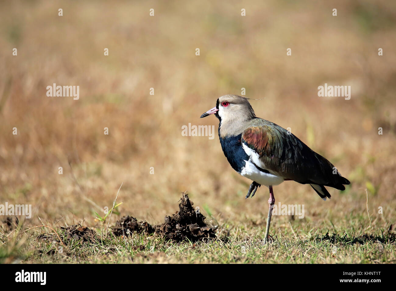 Le sud de sociable à Rio Claro. Pantanal, Brésil Banque D'Images