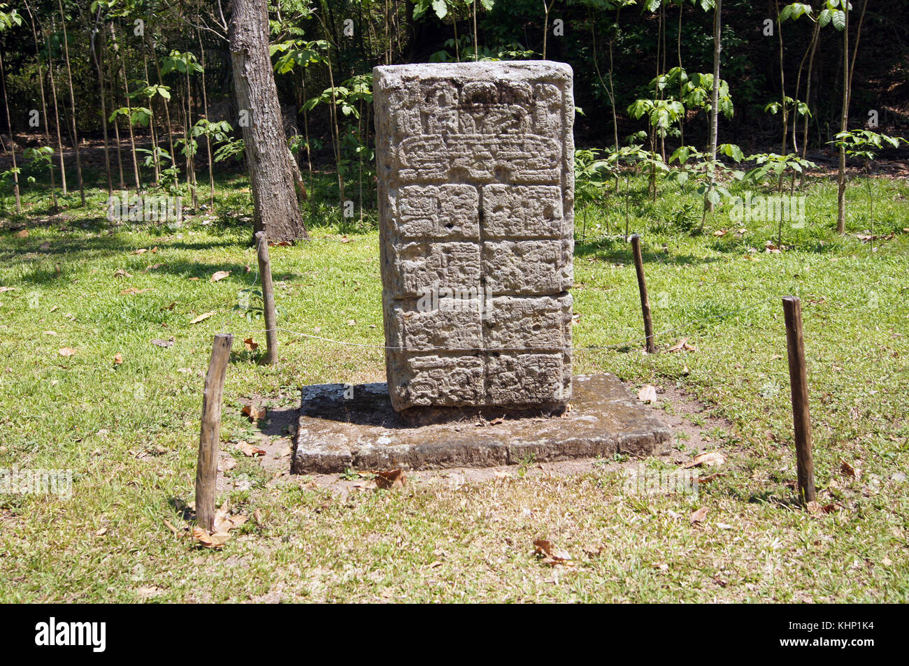 La stèle maya et forêt en copan, Honduras Banque D'Images