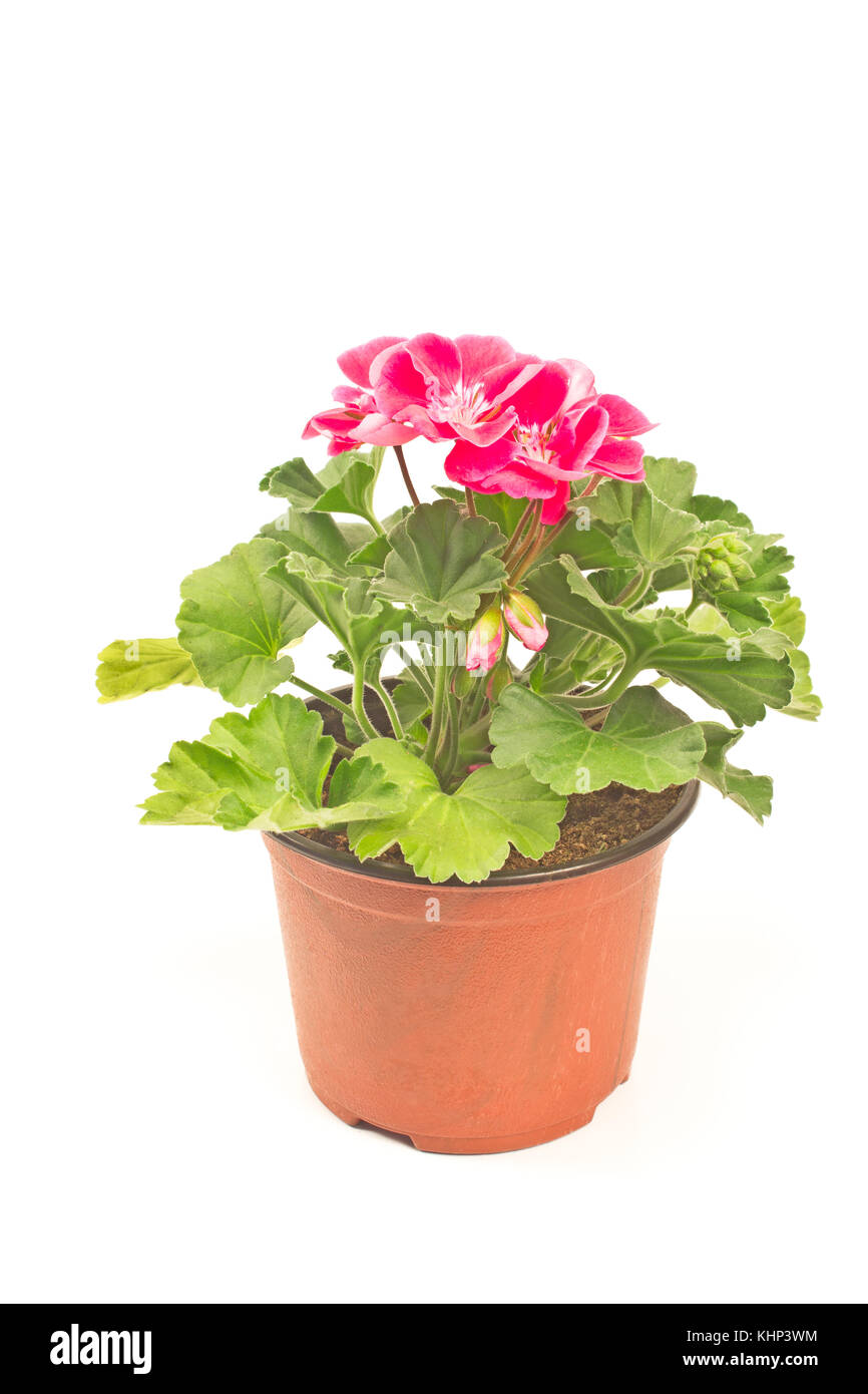 Géranium fleur en pot isolé sur fond blanc Banque D'Images