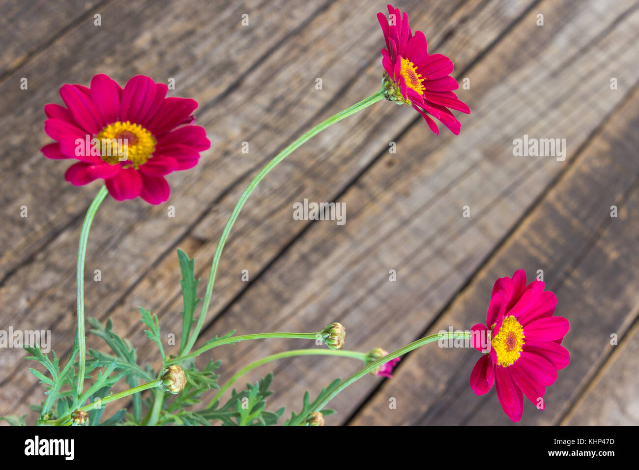 Marguerite rouge fleur sur fond de bois vieux Banque D'Images