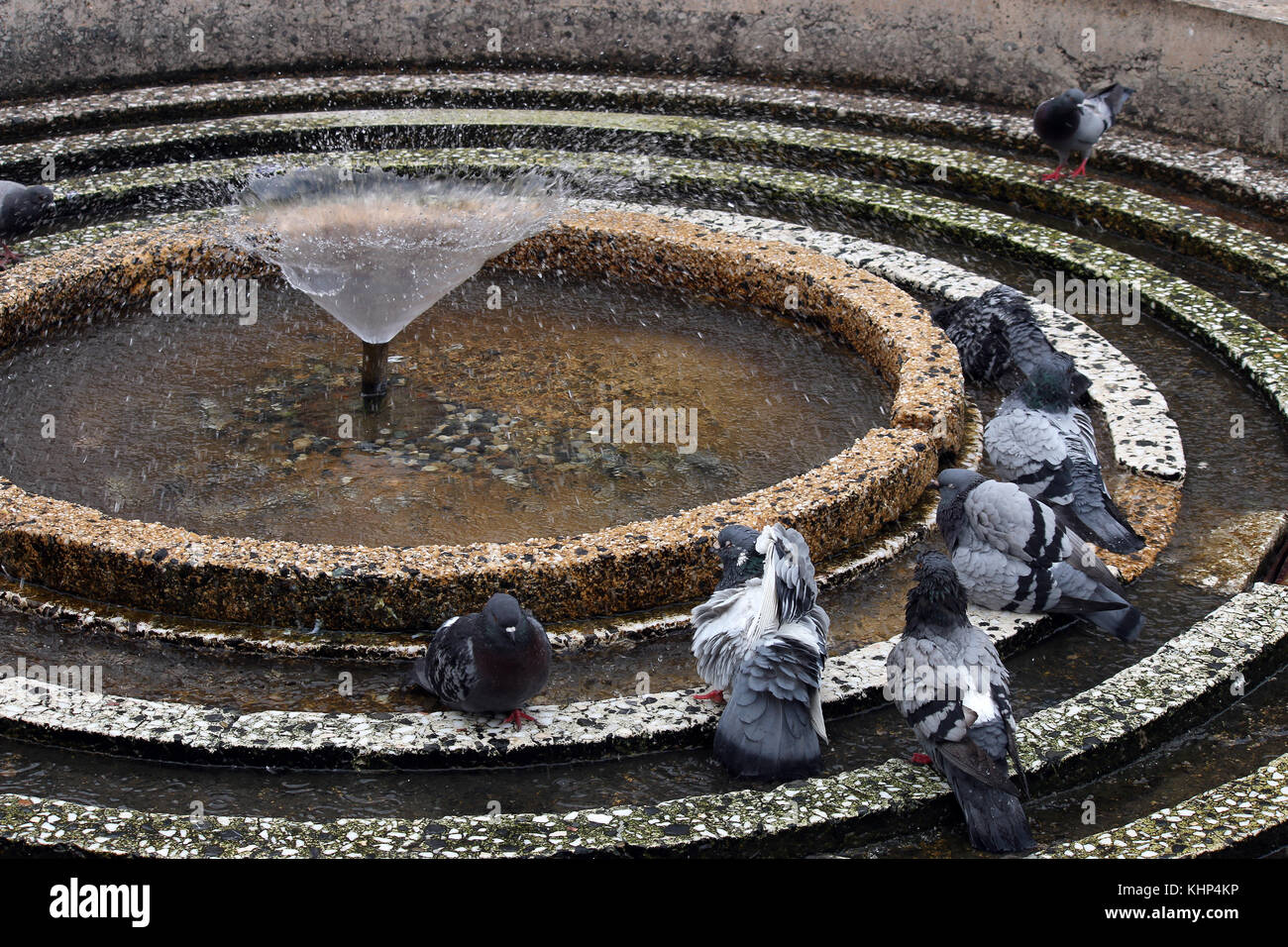 Les pigeons sont à la fontaine rafraîchit Banque D'Images