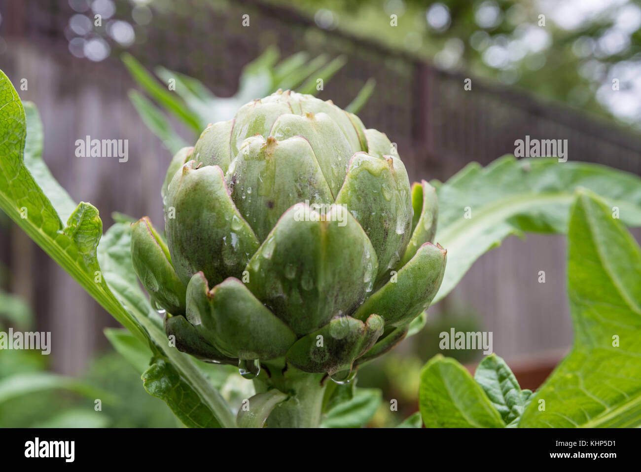 Un gros plan d'un globe mature Artichoke (Cynara cardunculus var. Scolymus) dans un jardin de l'arrière-cour à Sydney, en Australie Banque D'Images