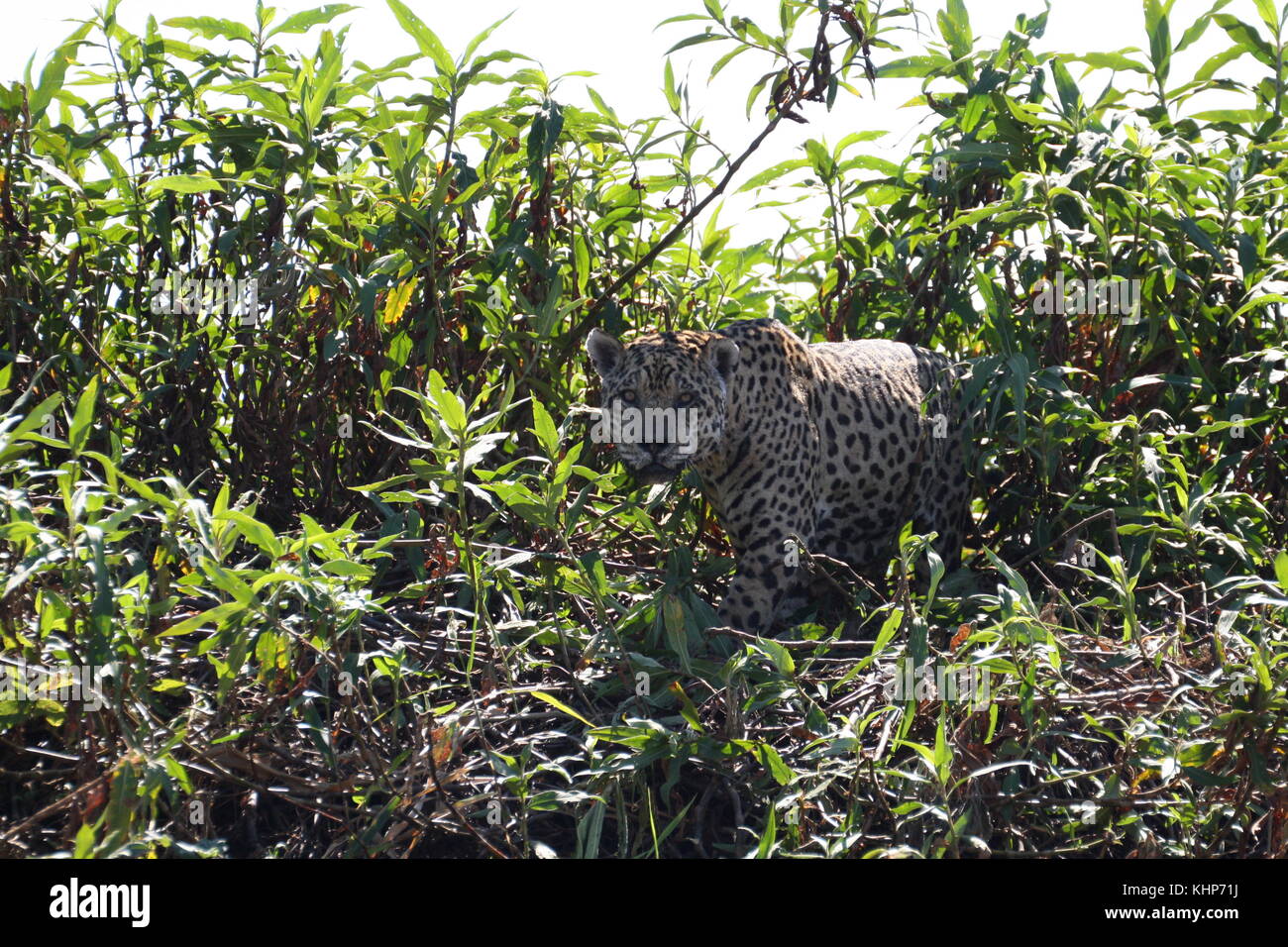 Jaguar, Pantanal, Brésil Banque D'Images